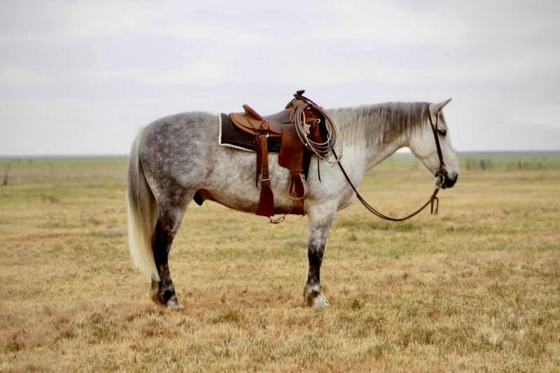 Yearling steele grey QH gelding FANTASTIC bloodlines!