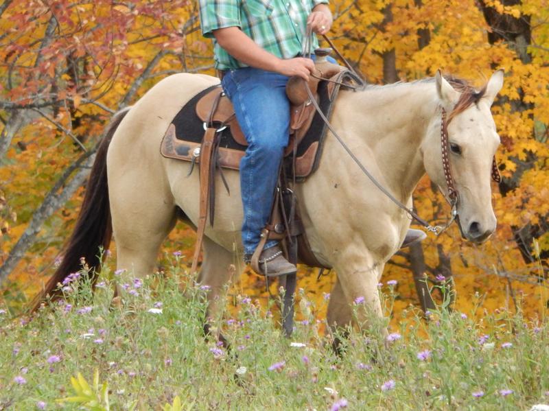 Horses for sale Vermont, Camp Horses for Lease, Selling Horses for sale