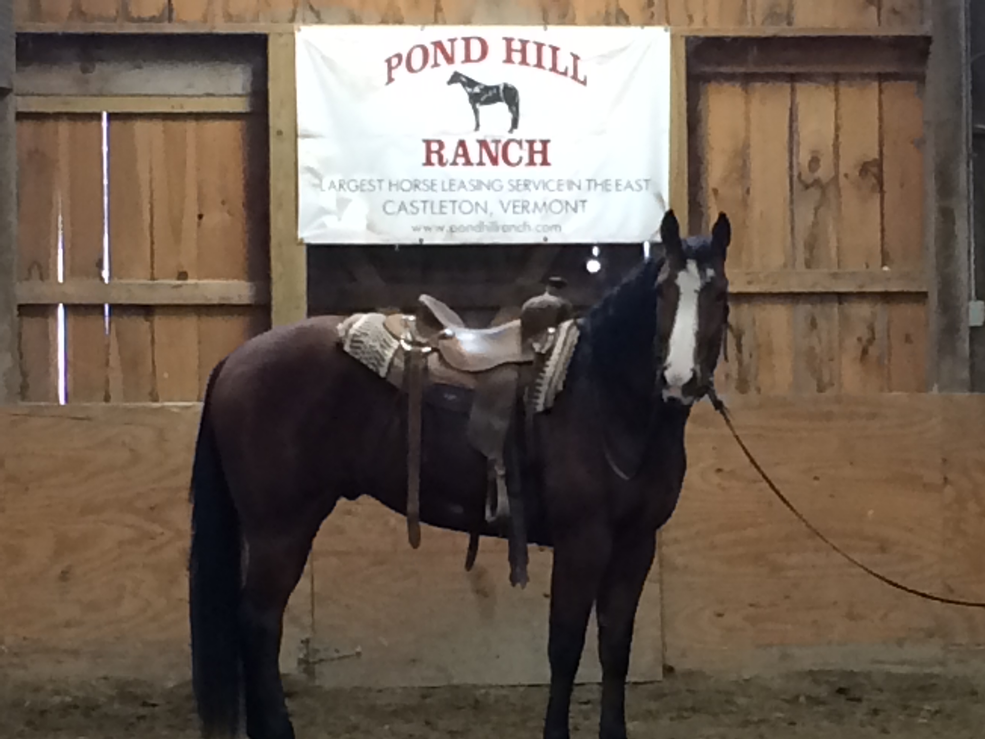 "Minion" is 17 + Hands young he is a gentle giant that LOVES