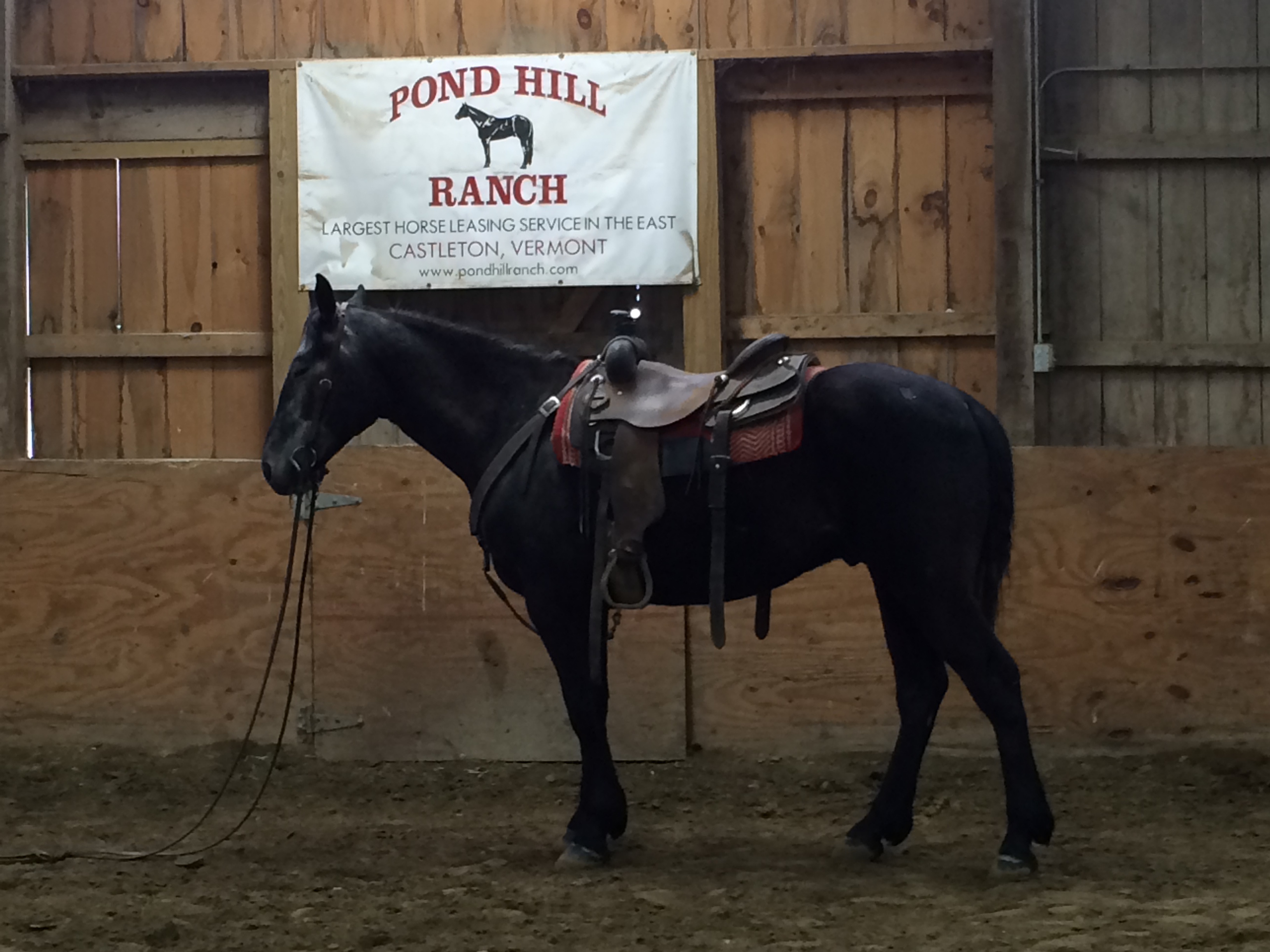 Matched pair of Steele Grey Gelding15 hands they ride and drive