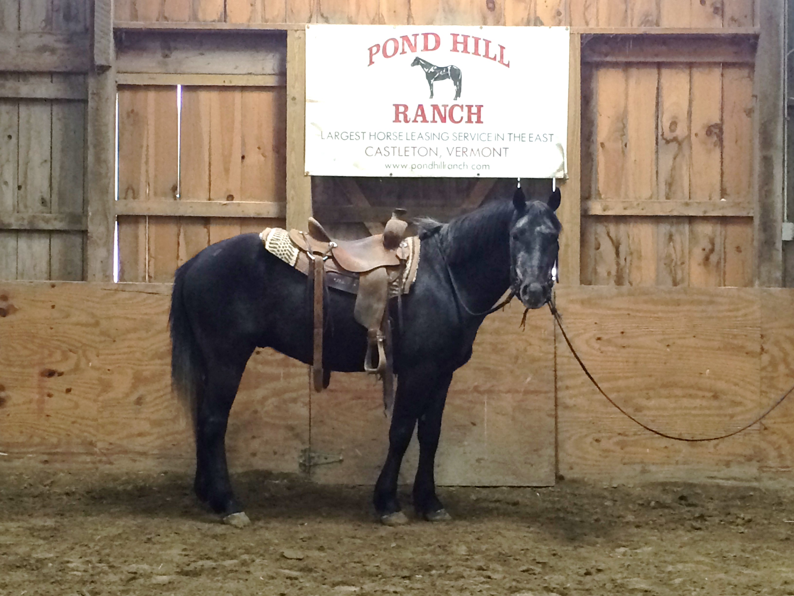 Matched pair of Steele Grey Gelding15 hands they ride and drive