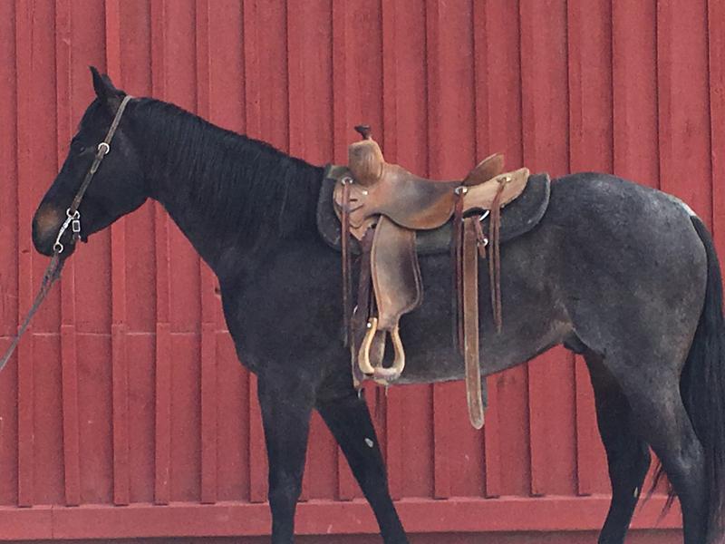 Over 30 horses in the barn and for sale at this time