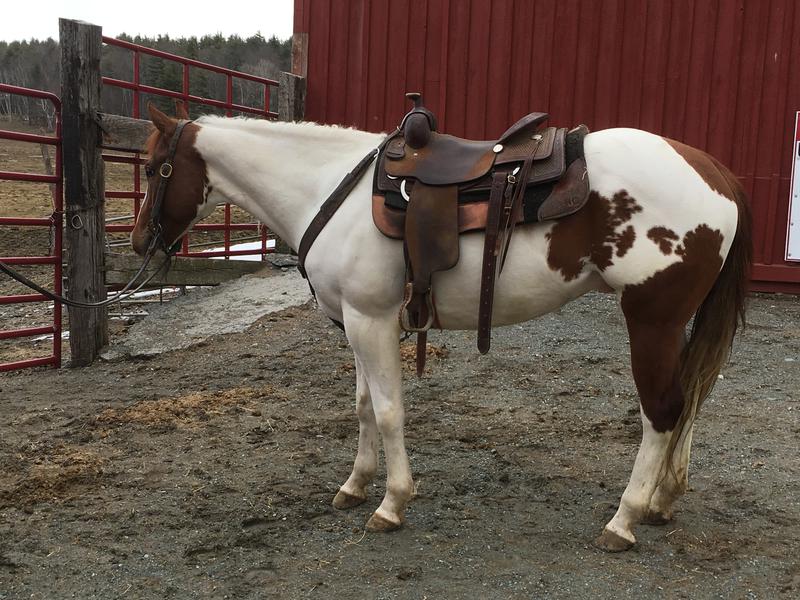 Over 30 horses in the barn and for sale at this time