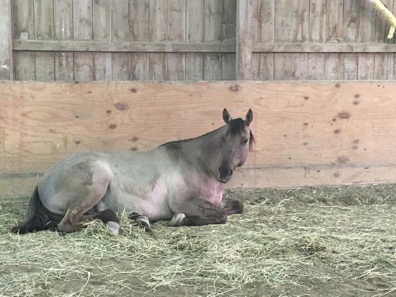 Bay QH Pleasure horse deluxe Bay Roan All Around Gelding very cowy