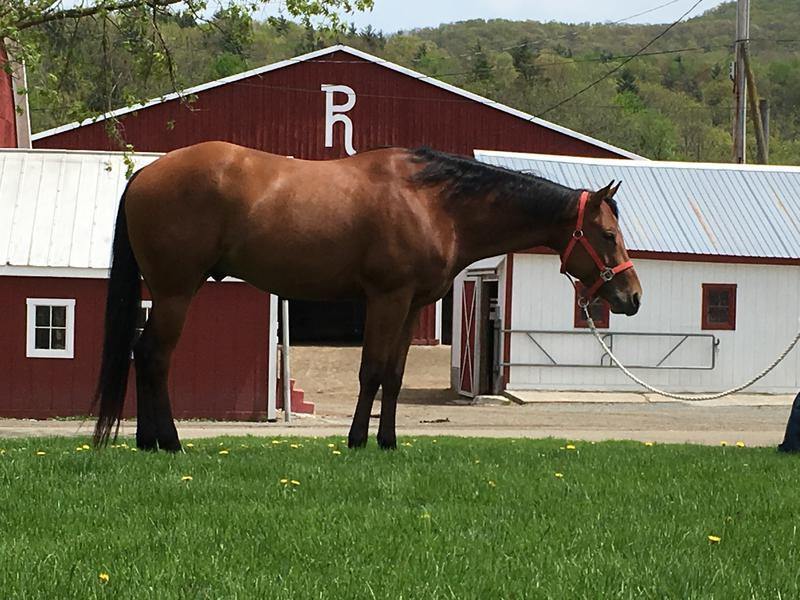 Bay QH Gelding Solid young horse