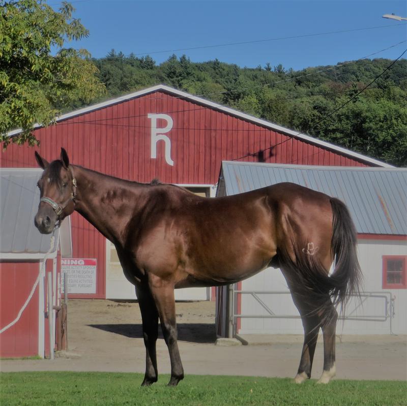 Great set of horses in the barn now for sale!