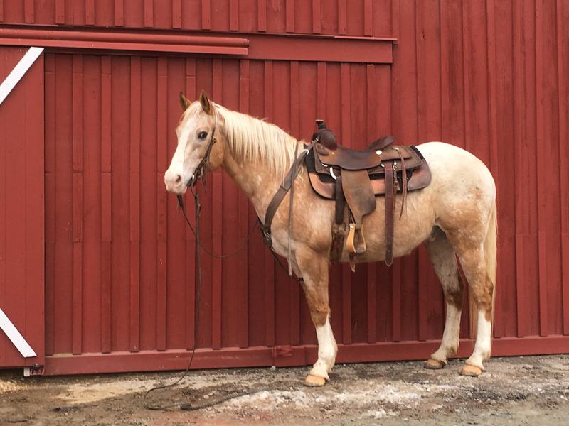 Black Gelding is 14 hands solid built and just a nice strong steady