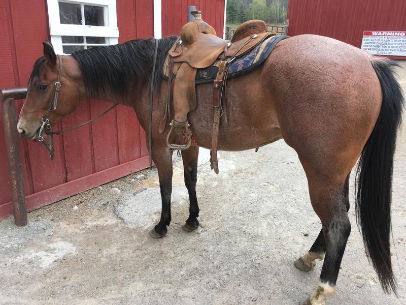 Bay QH Gelding Solid young horse