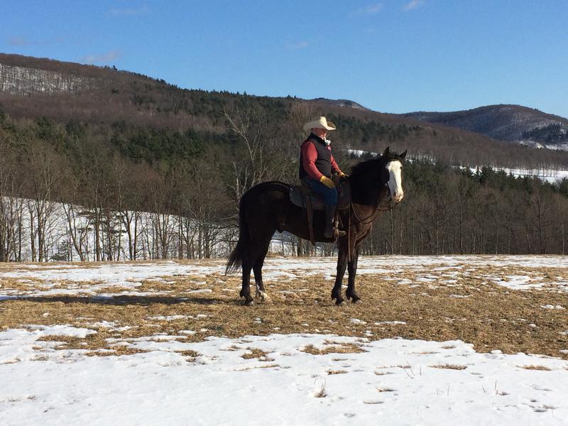 Black Gelding is 14 hands solid built and just a nice strong steady