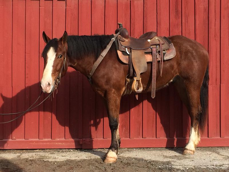 Black Gelding is 14 hands solid built and just a nice strong steady