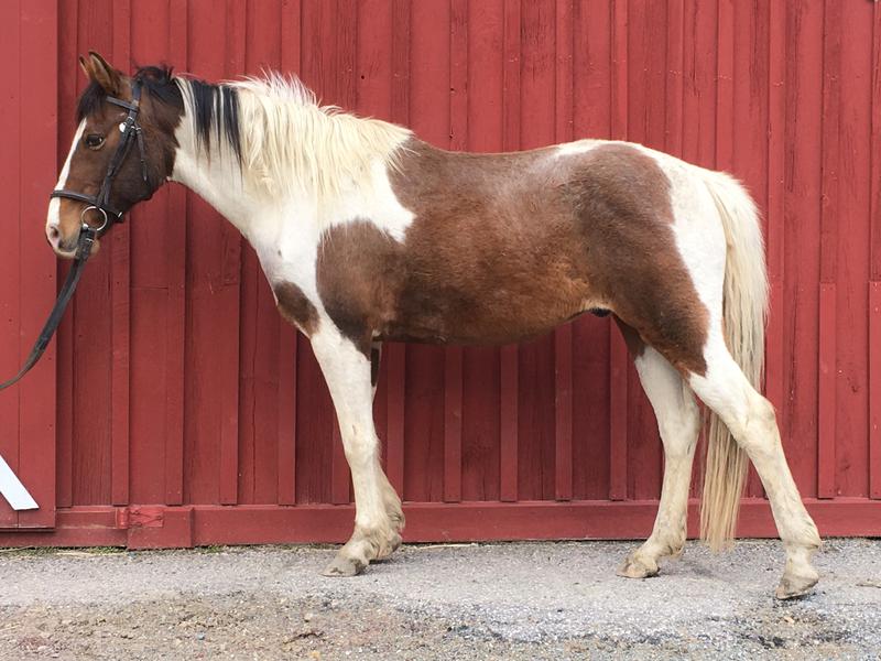 Horses for sale Vermont, Camp Horses for Lease, Selling Horses for sale