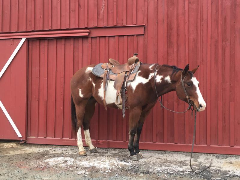 Horses for sale Vermont, Camp Horses for Lease, Selling Horses for sale