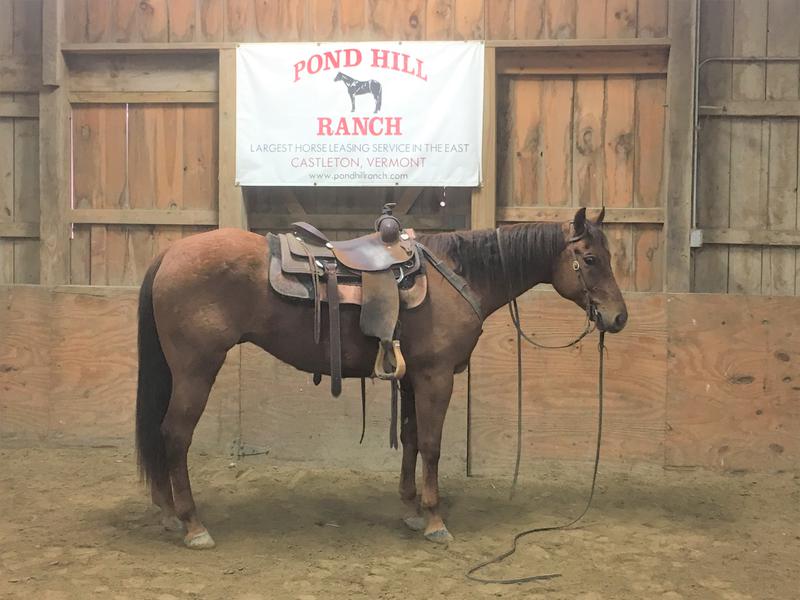 8 year old All Around QH Gelding!!! He is the real deal!